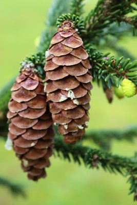 Picea omorica 'Pendula' - smrk omorika - šiška 4